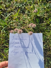 Trifolium arvense