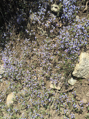 Collinsia torreyi wrightii