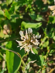 Trifolium repens