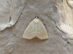 Protodeltote albidula
