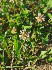 Trifolium repens