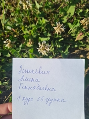 Trifolium repens