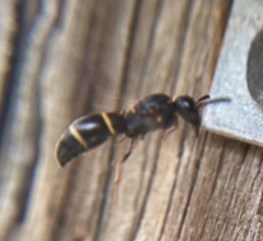 Parancistrocerus histrio
