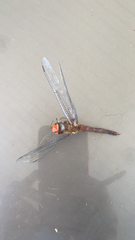 Pantala hymenaea