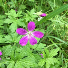 Geranium palustre