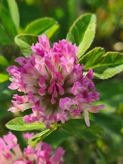 Trifolium pratense