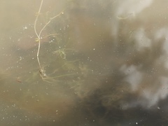 Zannichellia palustris