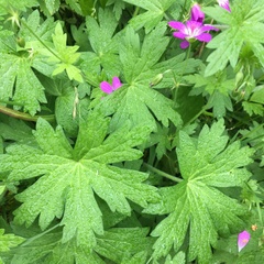 Geranium palustre