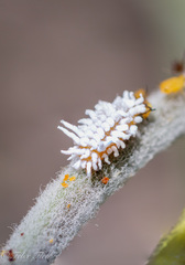 Coccoidea