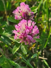 Trifolium pratense