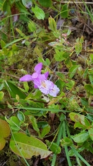 Arethusa bulbosa