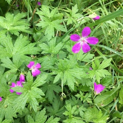 Geranium palustre