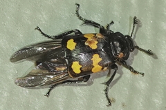 Parasitidae