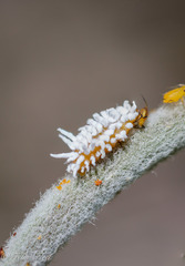 Coccoidea