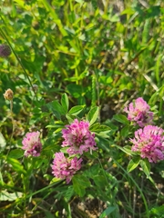 Trifolium pratense