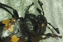 Parasitidae