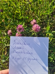 Trifolium pratense