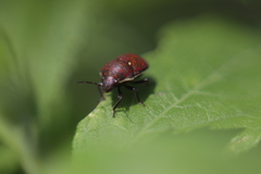 Orsilochides variabilis