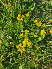 Lotus corniculatus