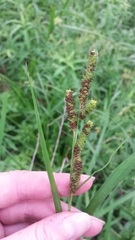Carex shortiana