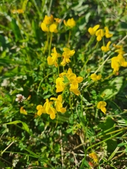 Lotus corniculatus