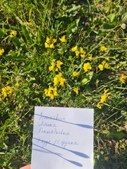 Lotus corniculatus