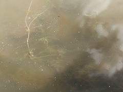 Zannichellia palustris