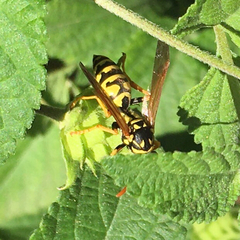 Polistes dominula