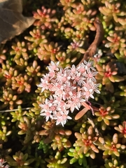 Sedum album