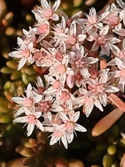 Sedum album