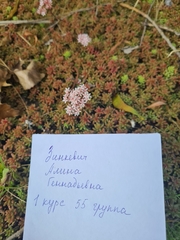 Sedum album