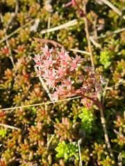 Sedum album