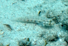 Gnatholepis thompsoni