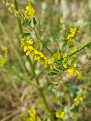 Melilotus officinalis