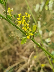 Melilotus officinalis