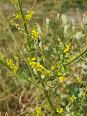 Melilotus officinalis