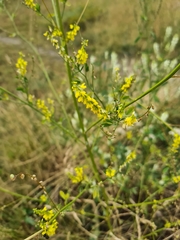 Melilotus officinalis