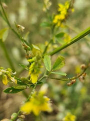 Melilotus officinalis