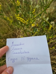 Melilotus officinalis