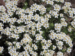 Leptosiphon nuttallii pubescens