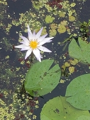 Nymphaea elegans