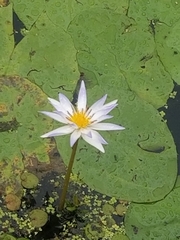 Nymphaea elegans