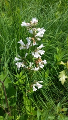 Penstemon digitalis