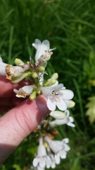 Penstemon digitalis
