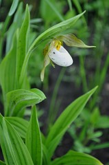 Cypripedium candidum