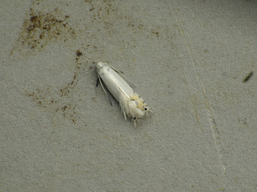 Aspen Serpentine Leafminer Moth