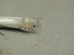 Phyllocnistis populiella