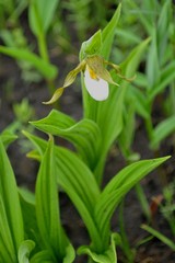 Cypripedium candidum