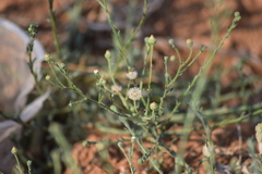 Psilactis brevilingulata