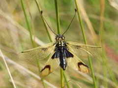 Libelloides longicornis